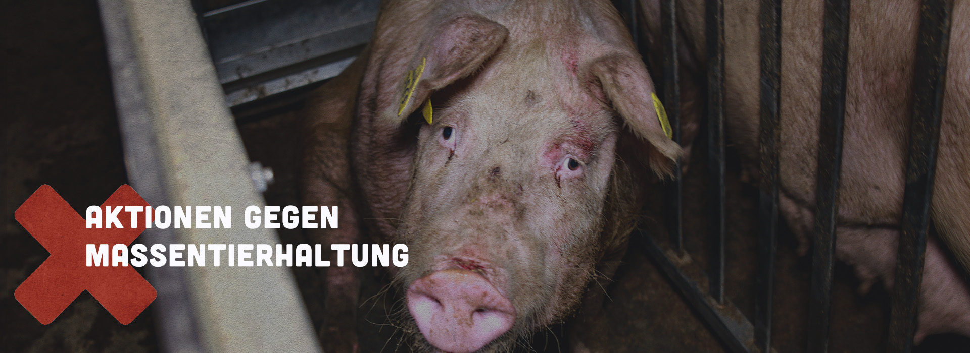 Mit Flyer und Plakaten gegen die Massentierhaltung in der Ostschweiz