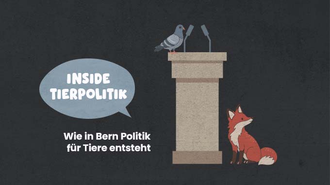 Tauben, Füchse, Pferde – und Politik