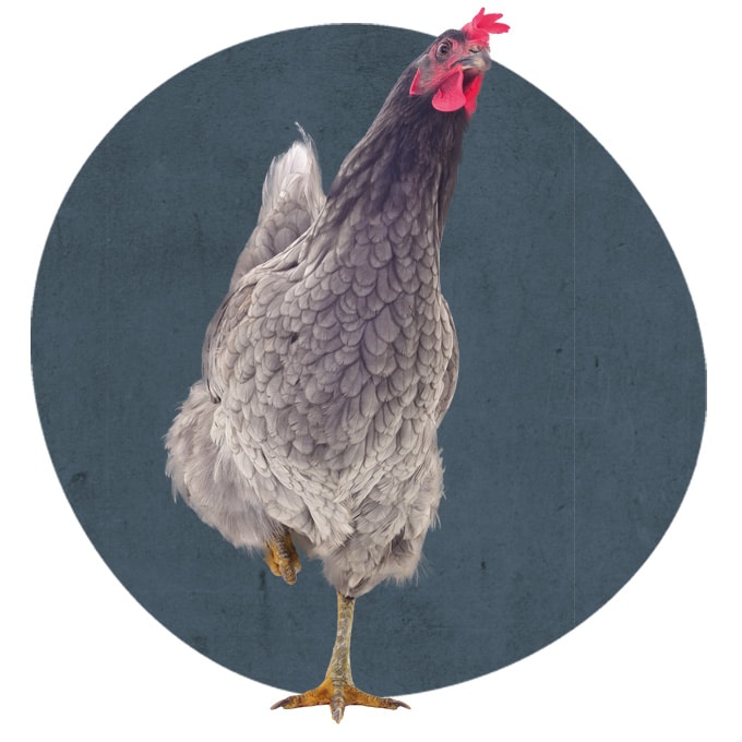 Tiere