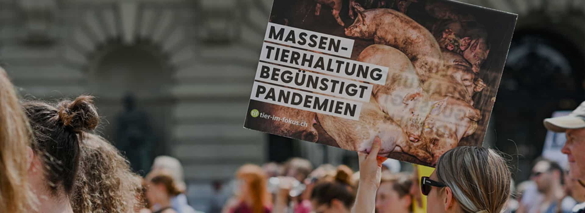 Bild: Eine Kuh steht in einer belebten Strasse.