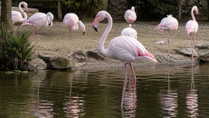 Tier im Fokus (TIF) fordert Transparenz zur Flamingo-Haltung in Bern