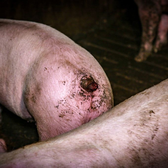 Manche Schweine entwickeln Verhaltensstörungen und kauen einander an den Schwänzen oder Ohren.