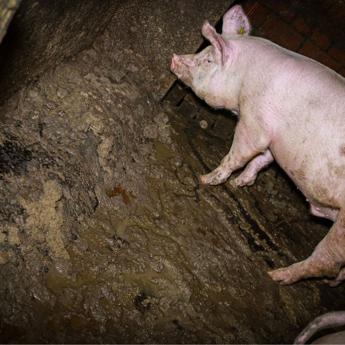 Viele Schweine leben inmitten ihrer Exkremente.