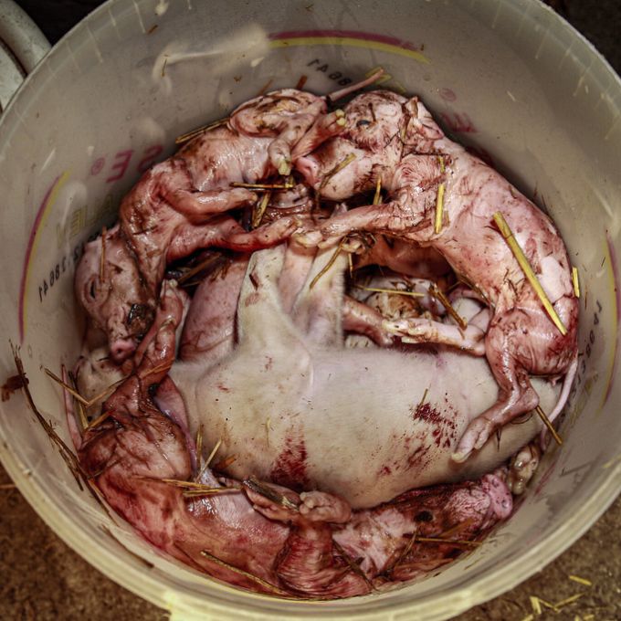 Tote Ferkel werden achtlos entsorgt.