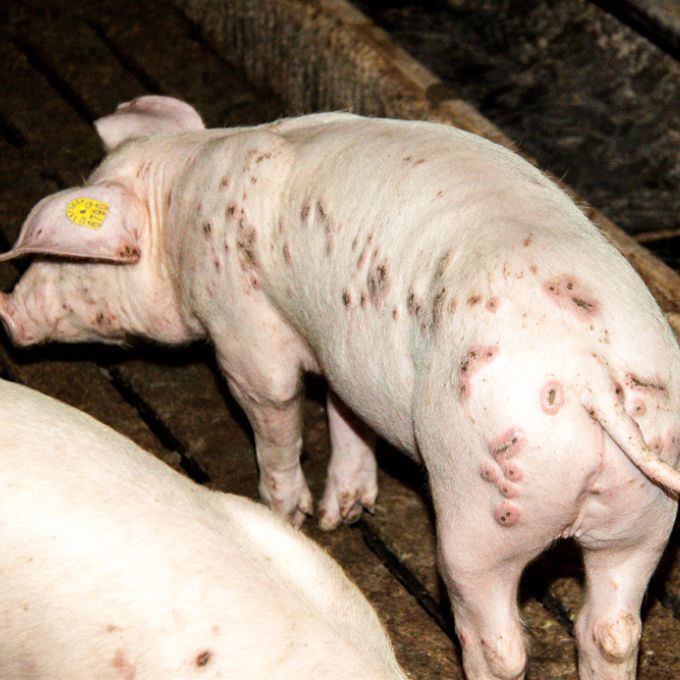 Viele Schweine leiden an Krankheiten oder Verletzungen.