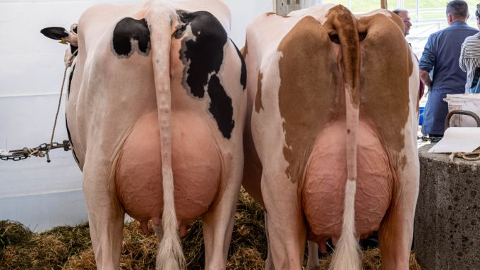 Showtime – auf Kosten der Tiere