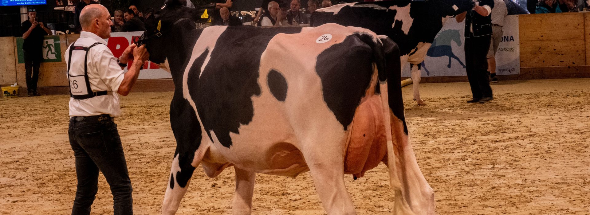 Showtime – auf Kosten der Tiere