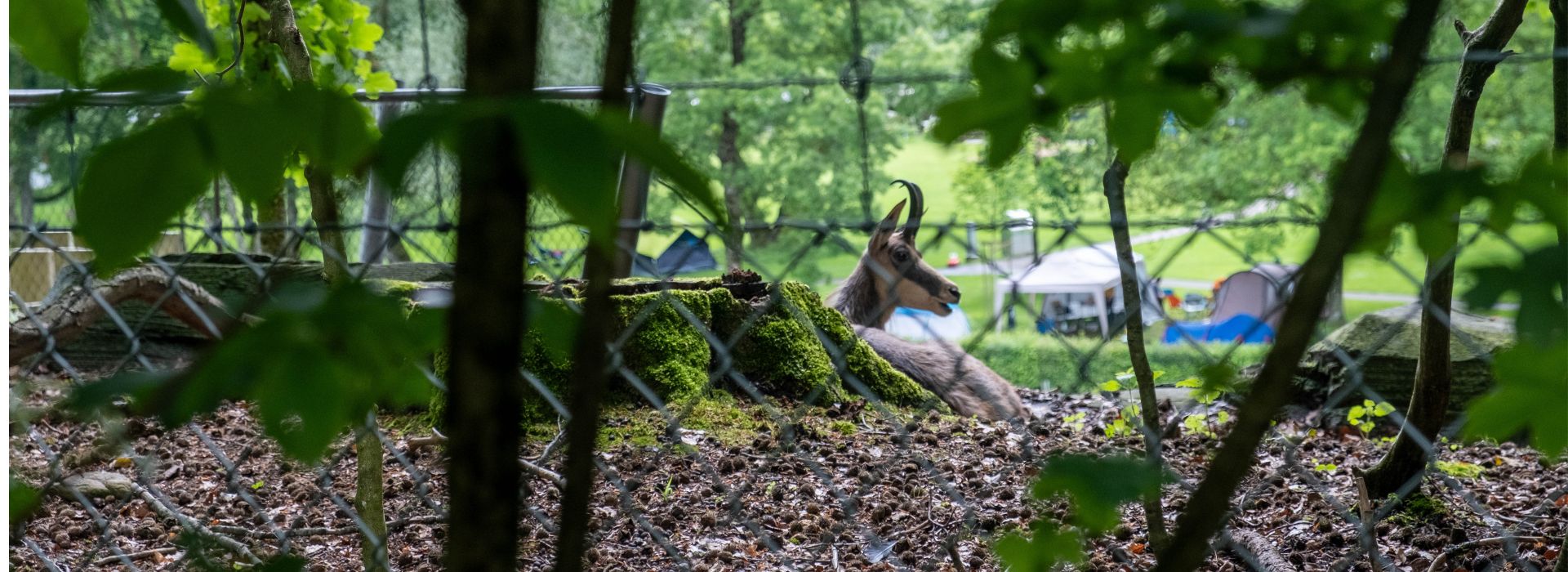 MM | Tiertötungen überzähliger Tiere | Tierpark Bern | SR