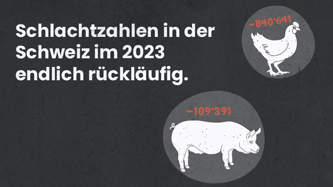 Schweizer Schlachtzahlen sinken zum ersten Mal seit 2006