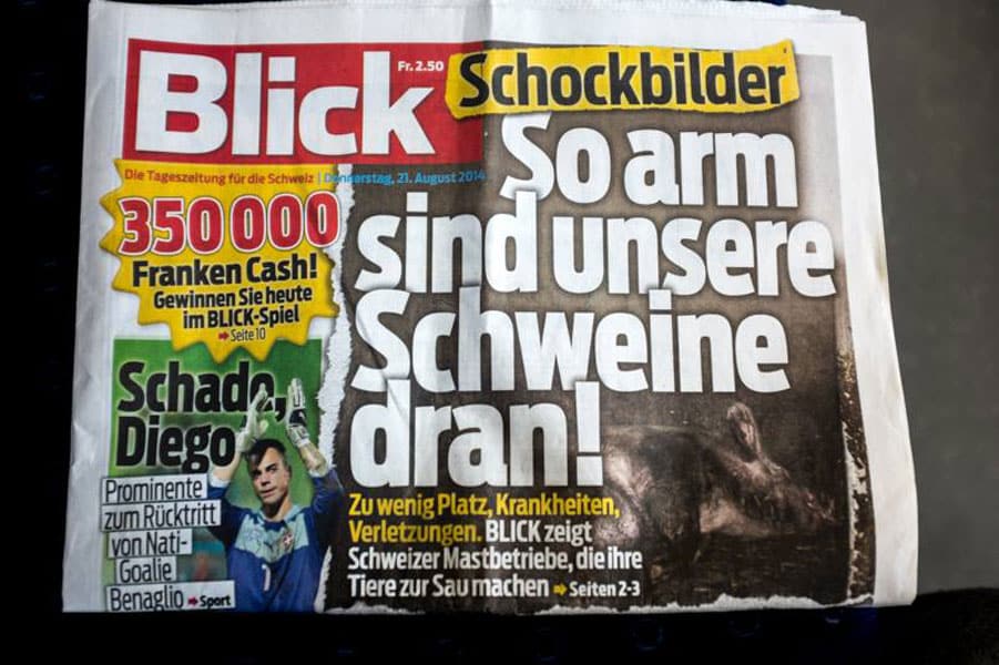 Schweine-Report
