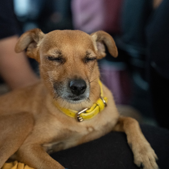 Tierrechtskongresses in Zürich - Doggy