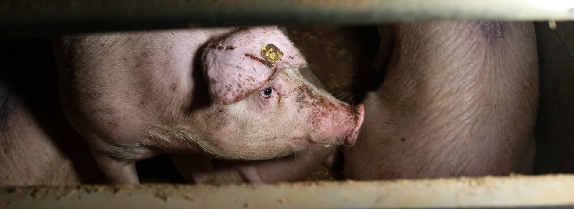 Unsere Kampagne zur Initiative gegen Massentierhaltung