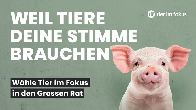 Wahlprogramm Grosser Rat von Tier im Fokus (TIF)