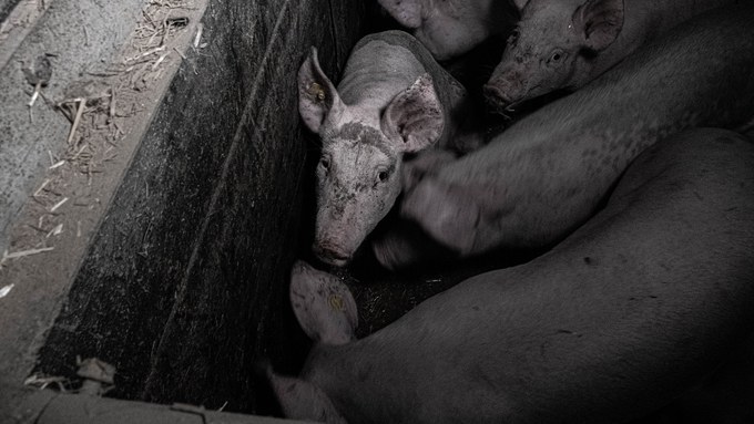 Strenges Gesetz, milder Vollzug? Berner Politik nimmt Tierschutzkontrollen unter die Lupe