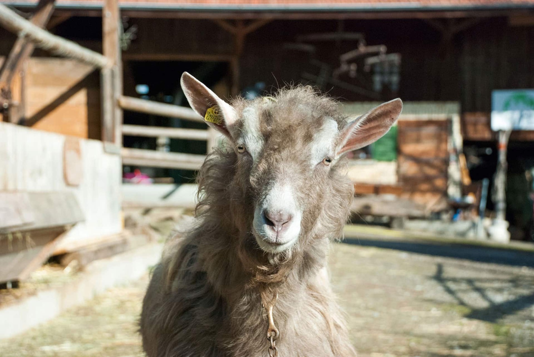 Bild von Zeus