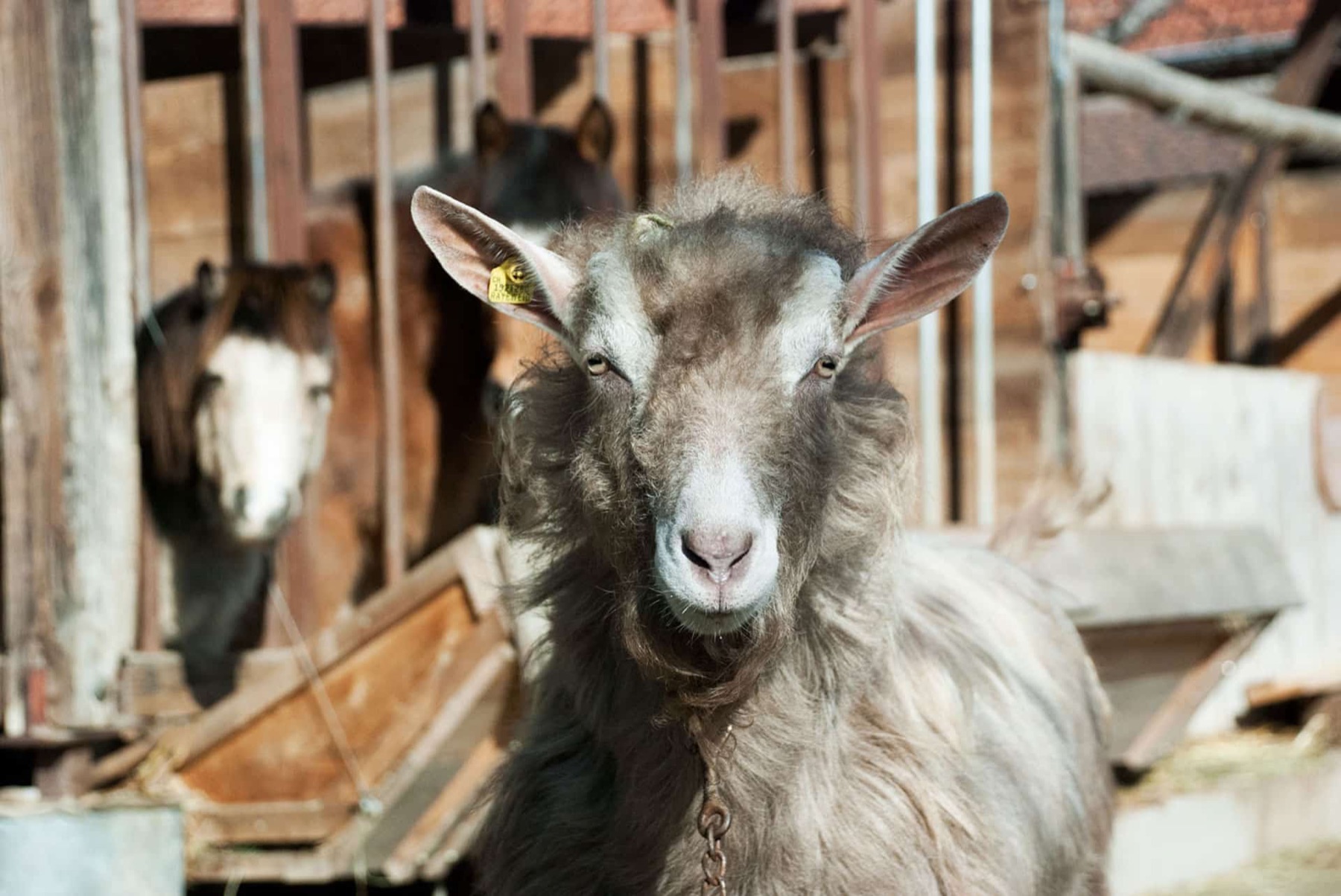 Bild von Zeus