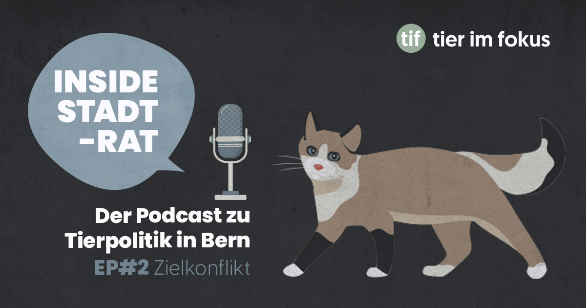 Ein Zielkonflikt an der Aare