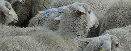 An Ostern ein Lamm?