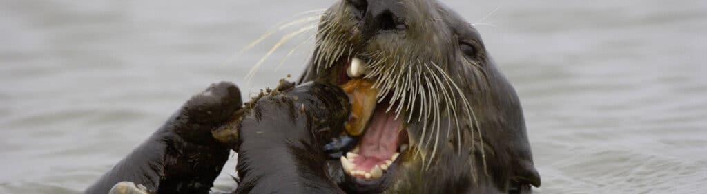 seeotter