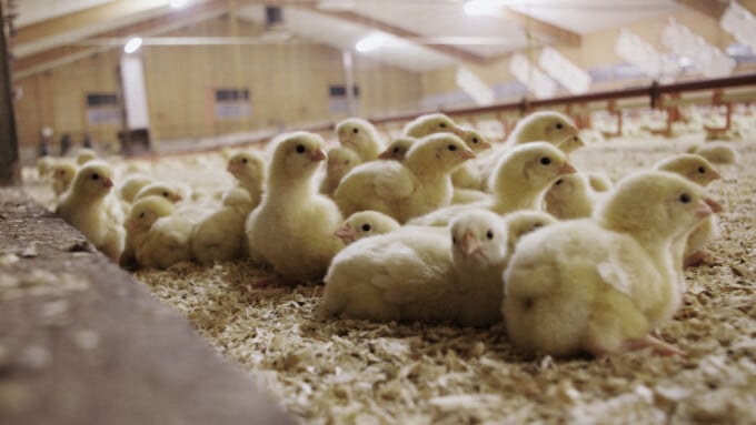 Tonnenweise Antibiotika im Stall