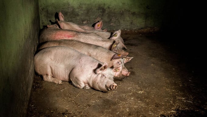 Die Beschönigung der Tierhaltung aufbrechen