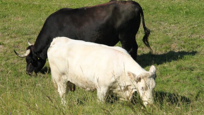Besuch auf der Sommerweide