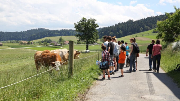 Unter Rindern