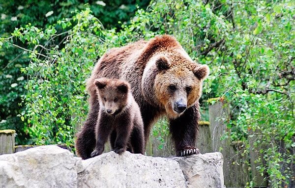 Der Braunbär