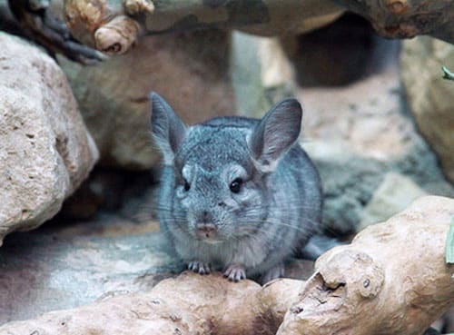 Das Chinchilla