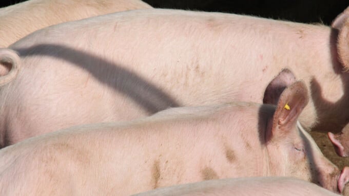 Das kurze Leben der „Nutztiere“