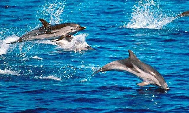 Der Delfin