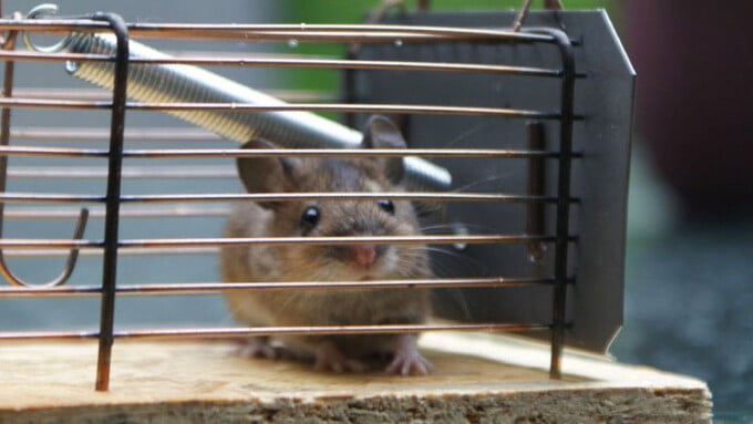 Die Maus im Haus: was tun?