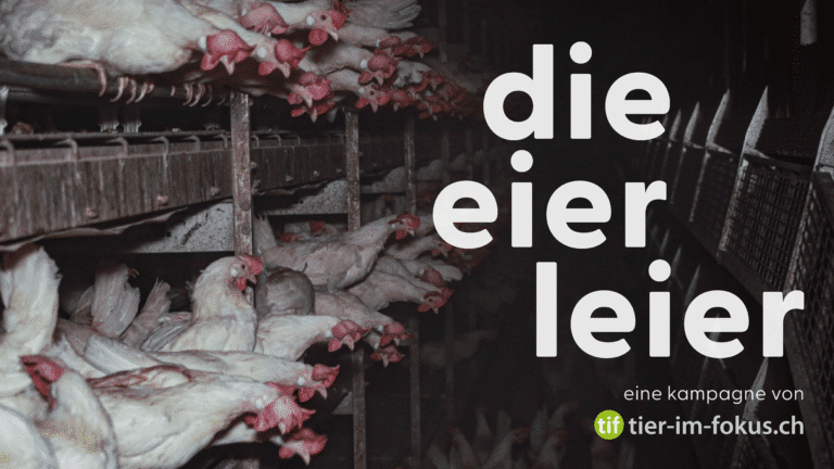 Diese Hühner leiden für Ostern