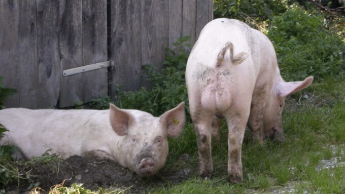 Stinkende Schweine. Das Feilschen ums Wohl der Eber