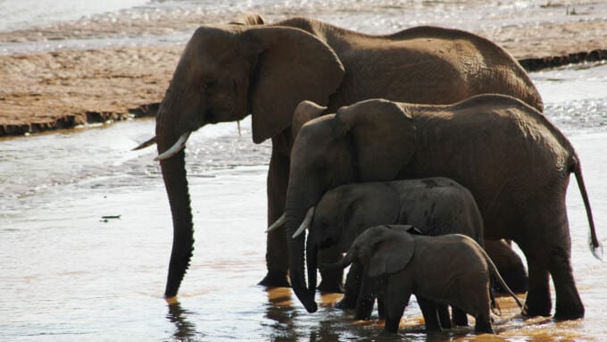 Der Elefant
