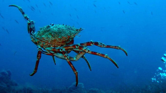 Die Europäische Seespinne