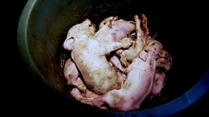Ferkel – die ersten Tage