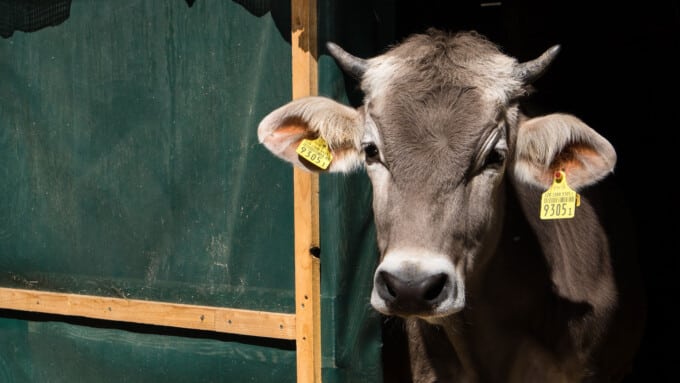 Figaro – einem „Tierversuchsprogramm“ entgangen