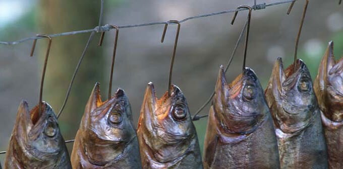Fische und andere Meerestiere