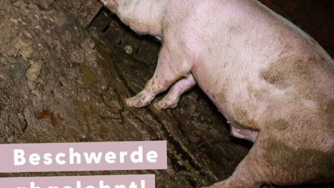 Fleischlobby unterliegt gegen Tier im Fokus (TIF)