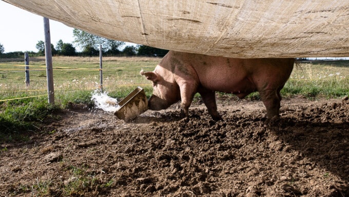 Häufig gestellte Fragen zu Tierrechten