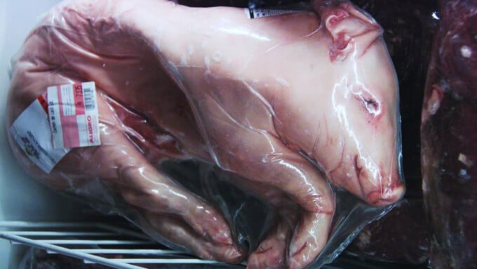 Tiere als fragmentierte Subjekte