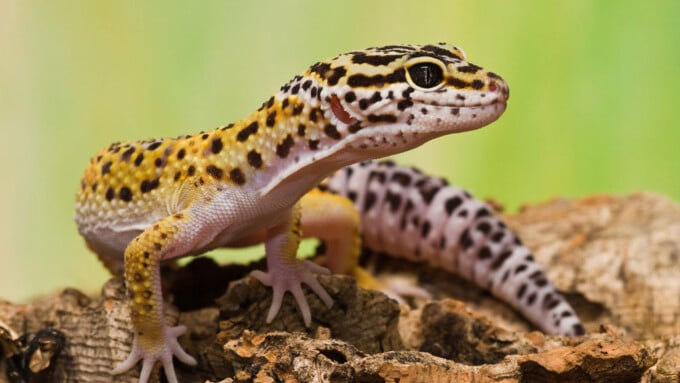 Der Gecko