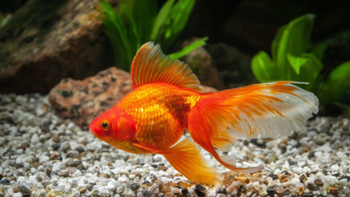 Der Goldfisch