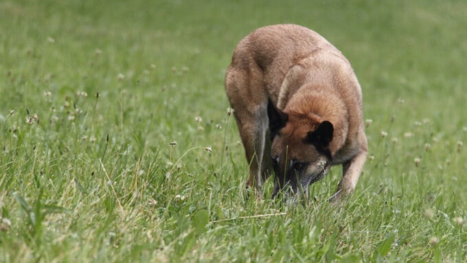 Der Haushund
