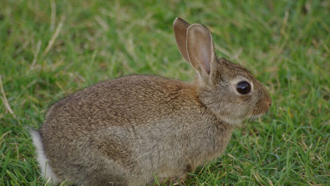 Das Hauskaninchen