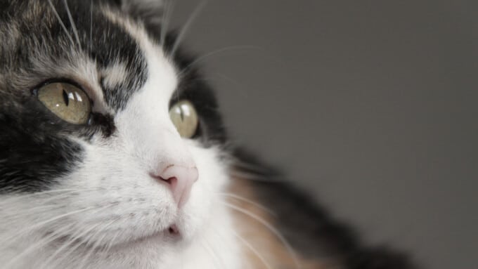 Die Hauskatze