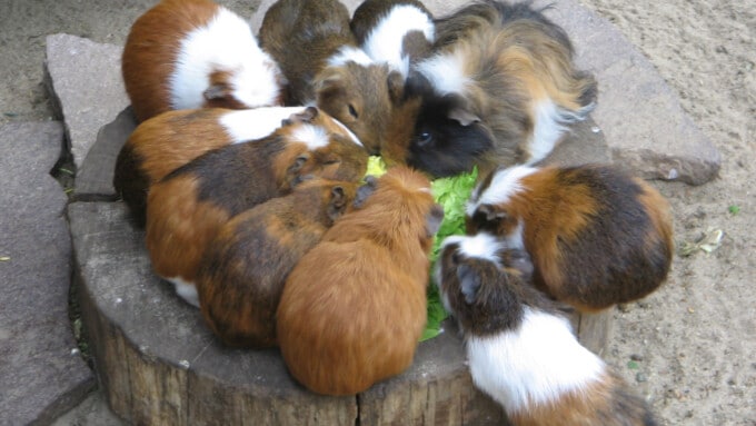 Das Hausmeerschweinchen