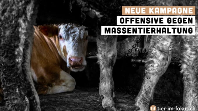 Offensive gegen Massentierhaltung