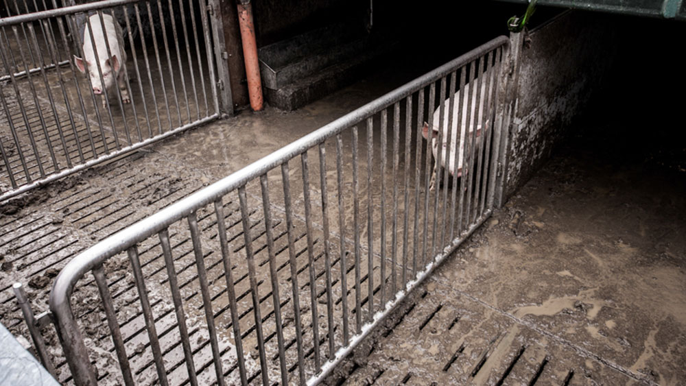 schweine_haltung_auslauf